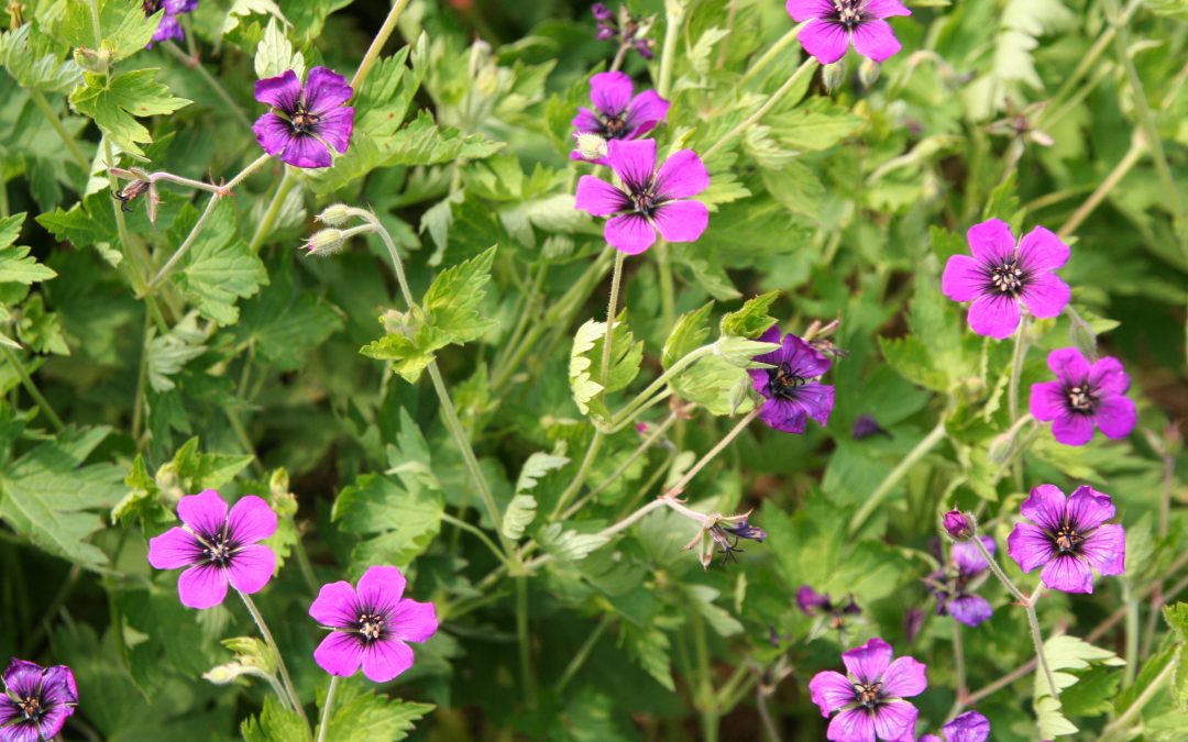 Hardy Geranium Culture