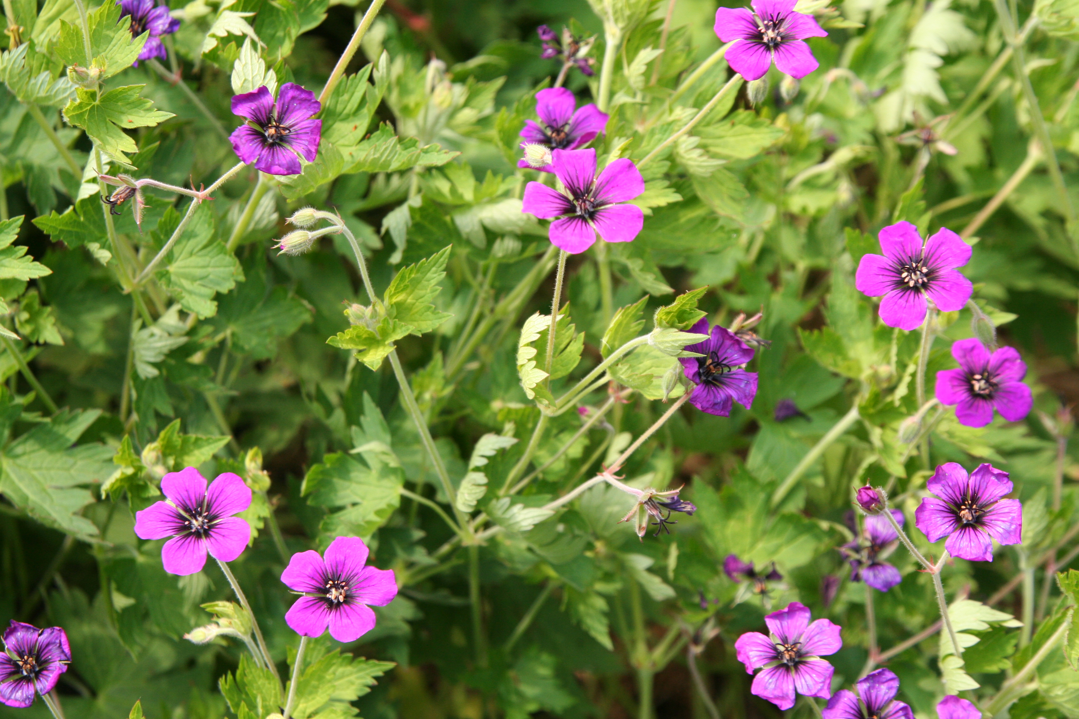 Hardy Geranium Culture