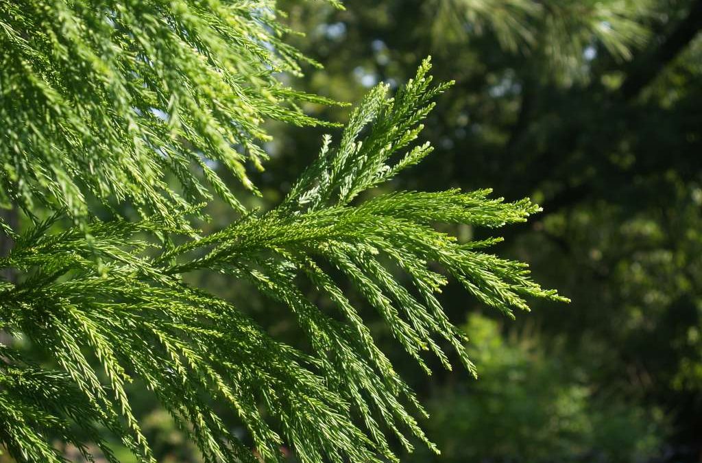 Cryptomeria Culture