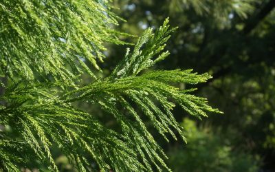 Cryptomeria Culture