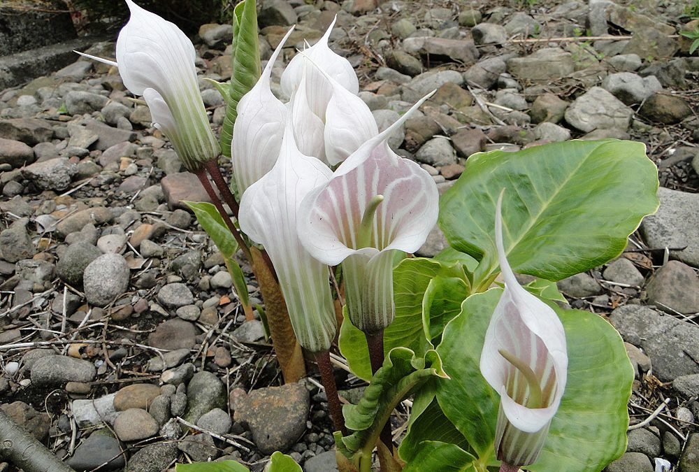 Arisaema Culture