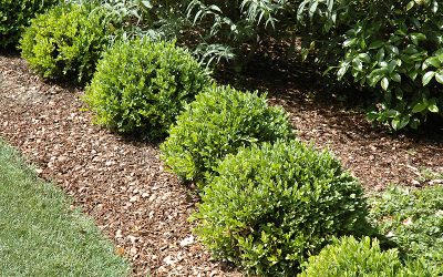 Buxus Culture