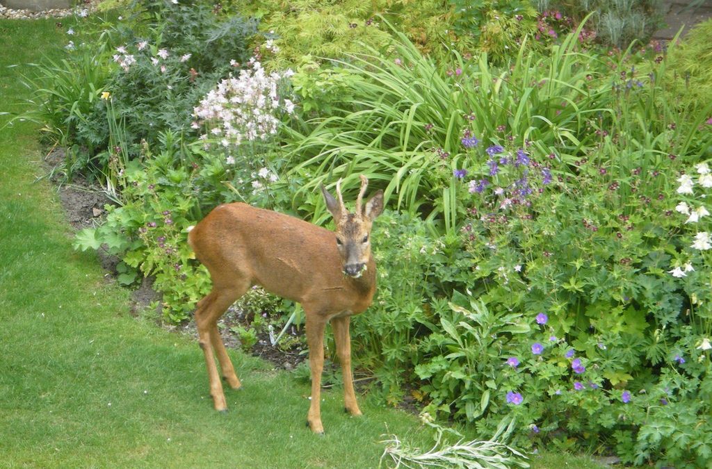 Deer Resistant Gardens