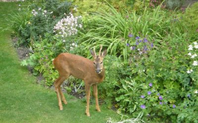 Deer Resistant Gardens