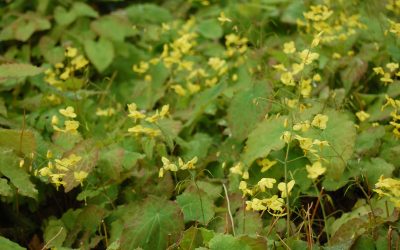 Epimedium Culture