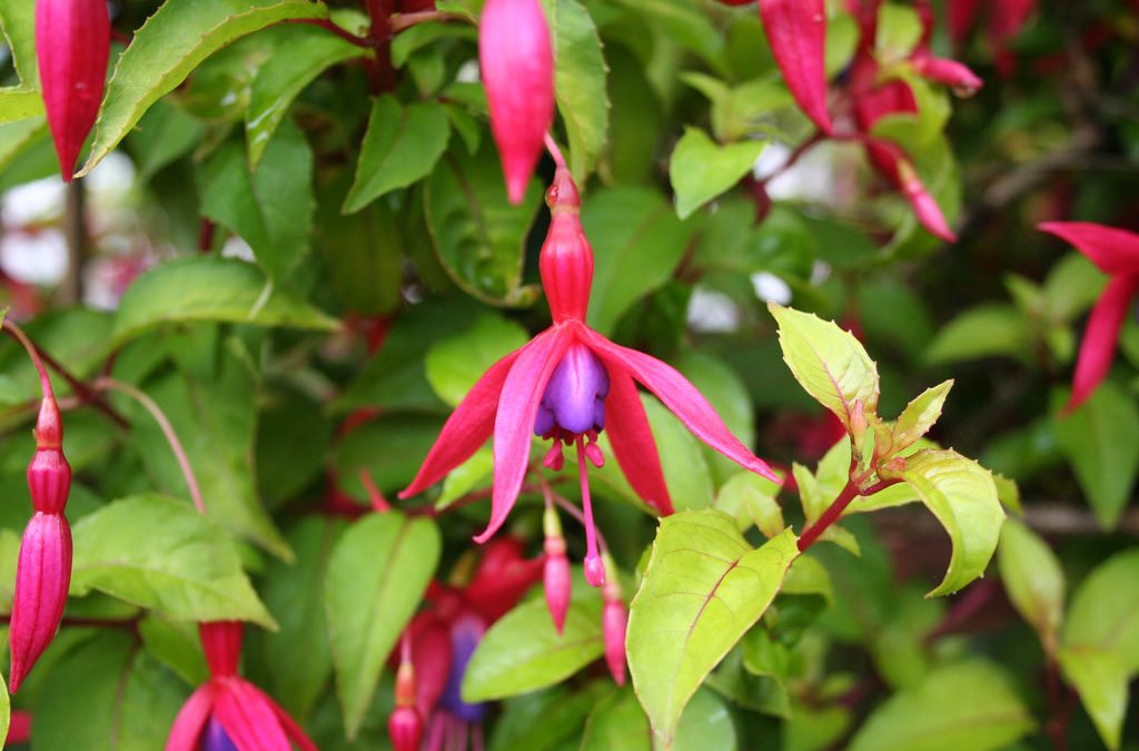 Fuchsia Culture