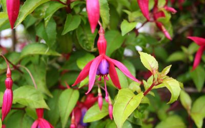 Fuchsia Culture