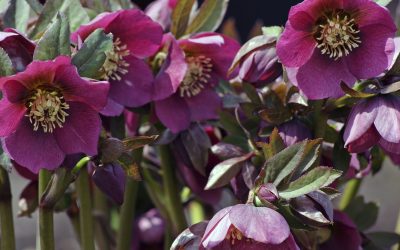 Hellebores Culture