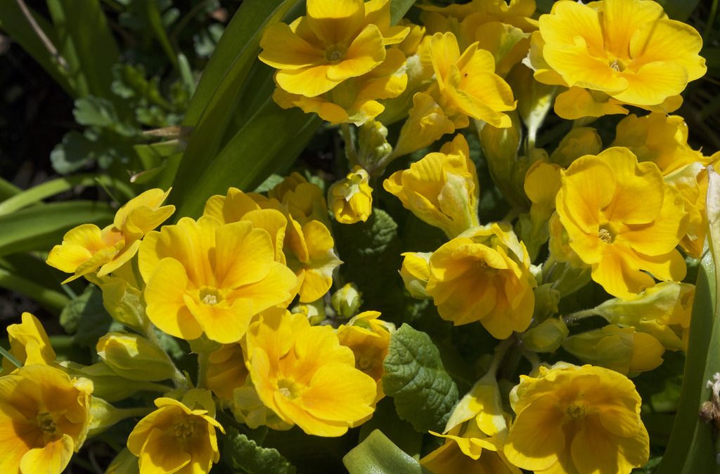 Hose-in-Hose Primulas