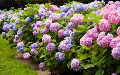 Hydrangea Care and Culture