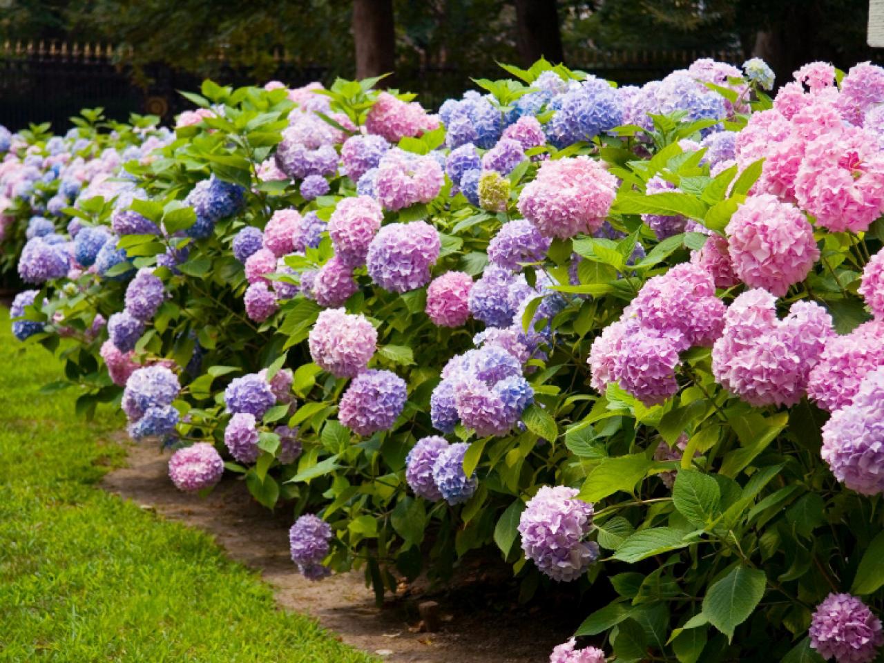 Hydrangea