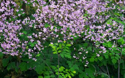 Thalictrum Culture