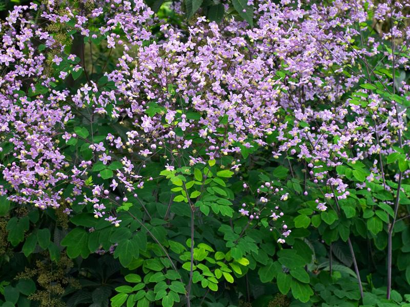 Thalictrum Culture