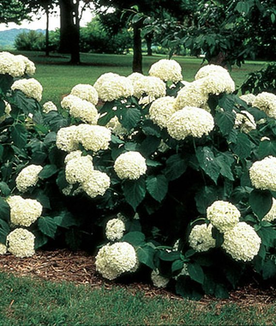 Native Hydrangeas