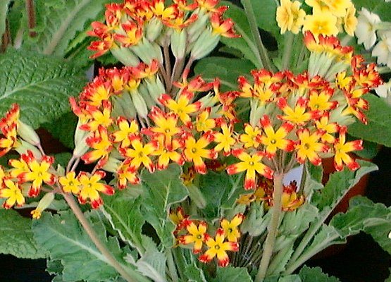 The Oak Leaf Primula