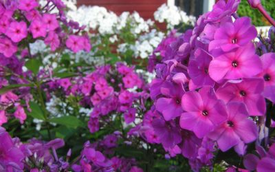 Phlox Culture