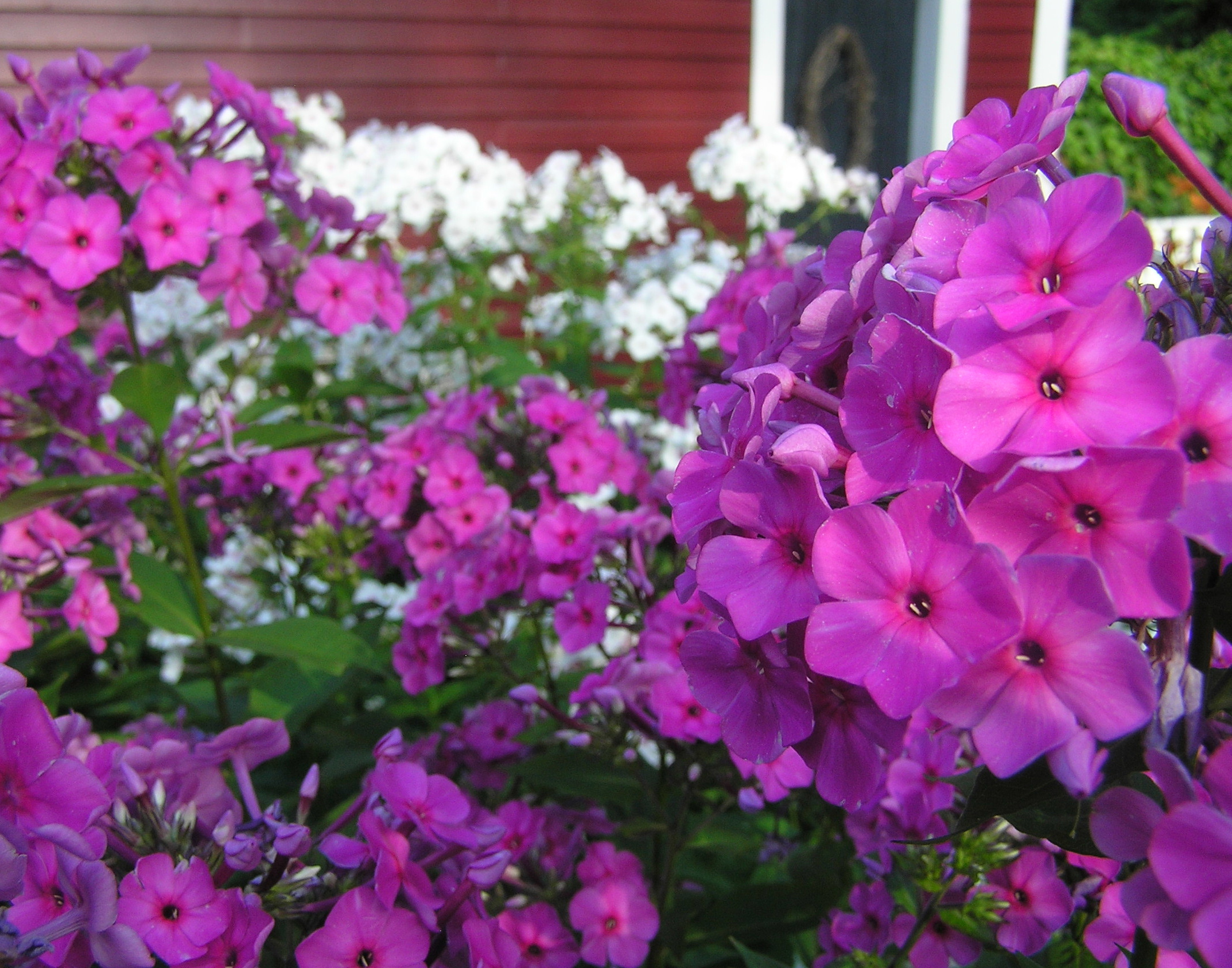 Phlox Culture