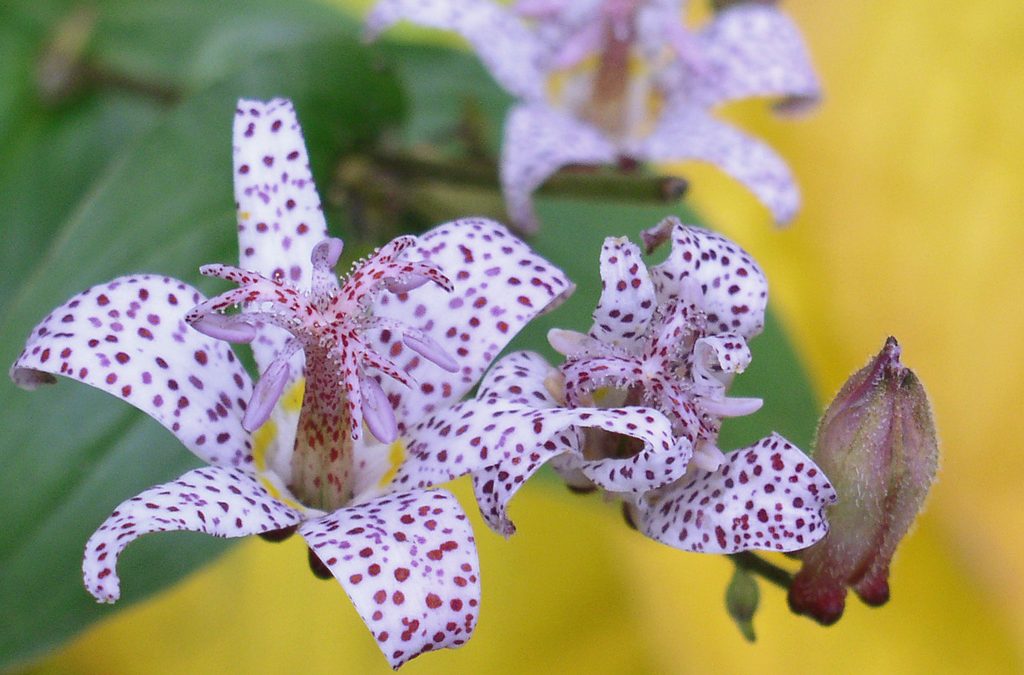 Tricyrtis Culture