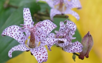 Tricyrtis Culture